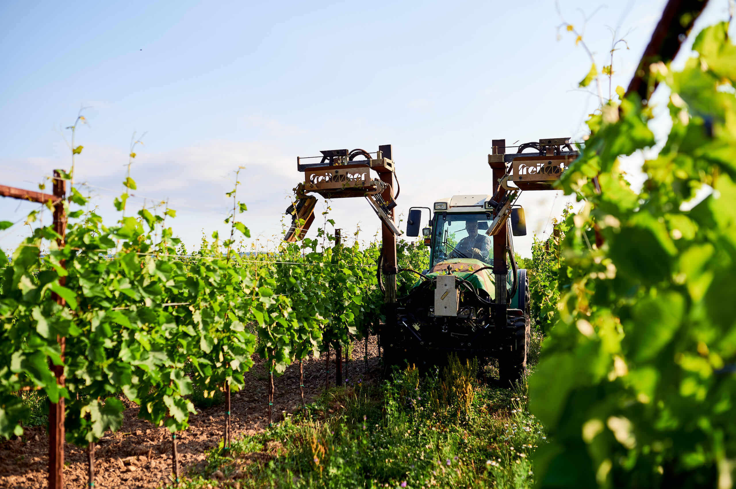 Ernte der Trauben mit einem Traktor