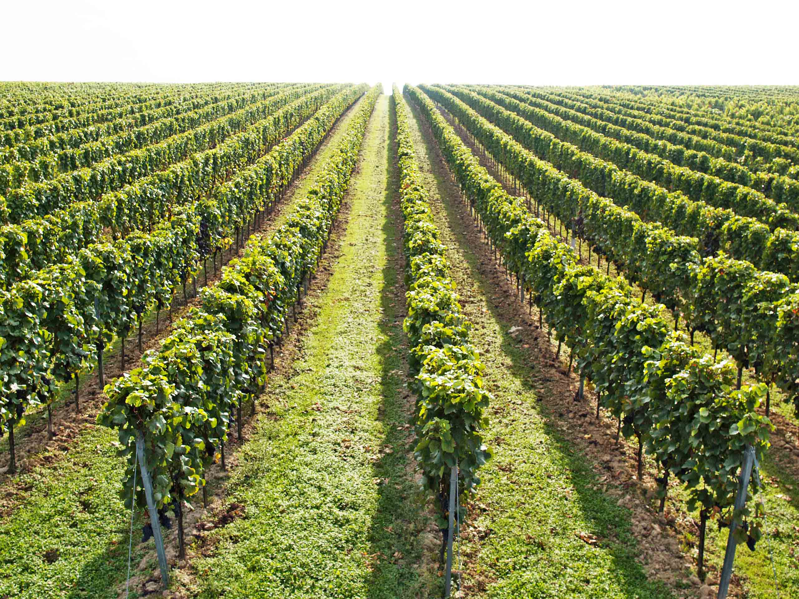 Weinrebe aus der Vogelperspektive