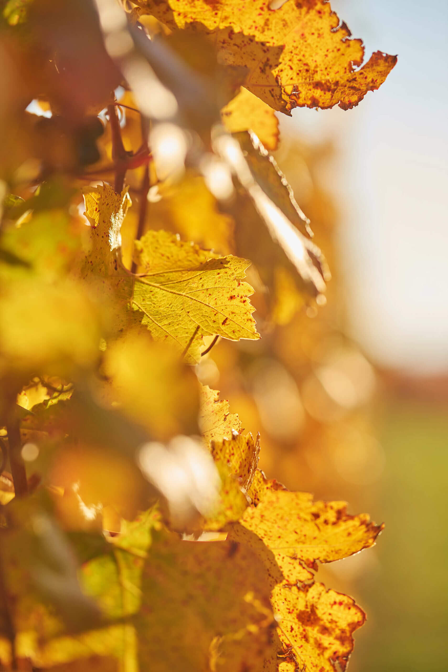 Gelbe Weinblätter im Herbst