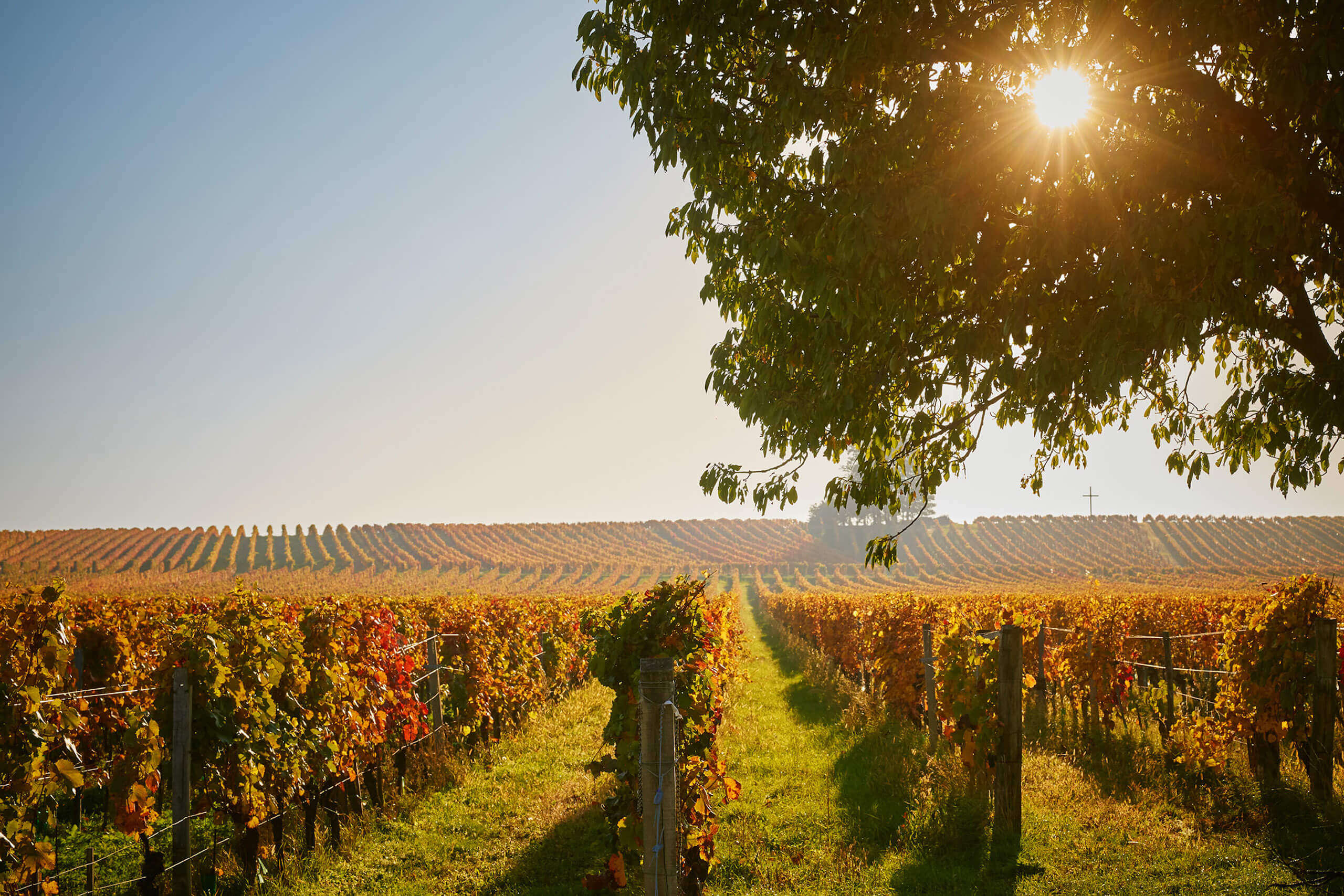 Weinstock im Herbst