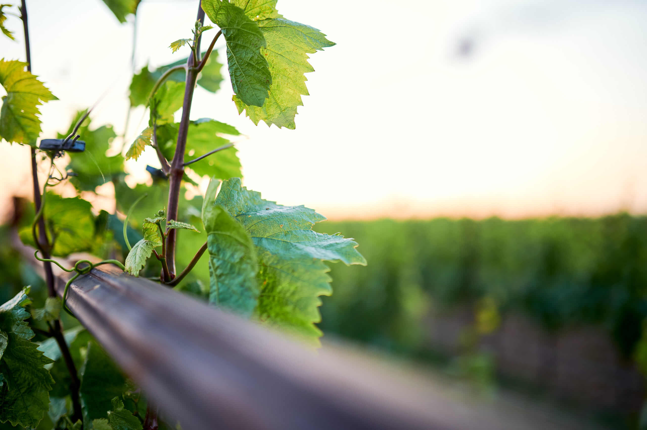 Weinblätter in Nahaufnahme